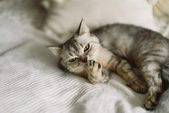 Gray Scottish Straight cat sleeping. Happy Pet