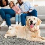 Happy black family sitting in living room with pet