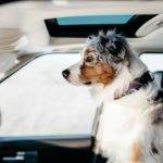 Traveling with your pet by car.